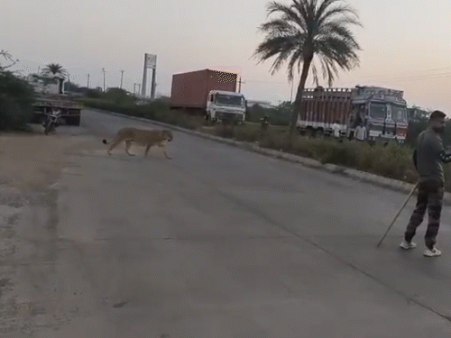 The forest department is in action mode on the Rajula-Pipavav Port Highway, amid incidents of death of savajo in a vehicle accident earlier.