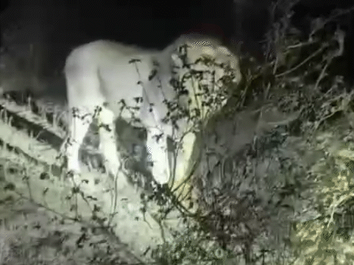 Gir lions reappear in real mood after recovering from helpless disease