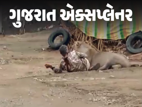 The lion sat holding the man's hand in his mouth for half an hour.