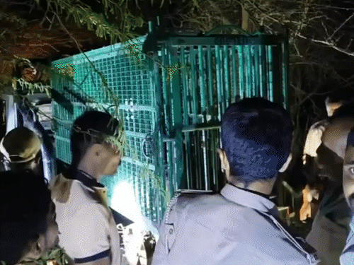 Amreli lion attack kills youth in Amreli: 2 suspects interrogated, one lion trapped in cage