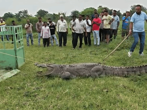 A 10-foot crocodile was rescued from Ganpatpura village in Vadodara.