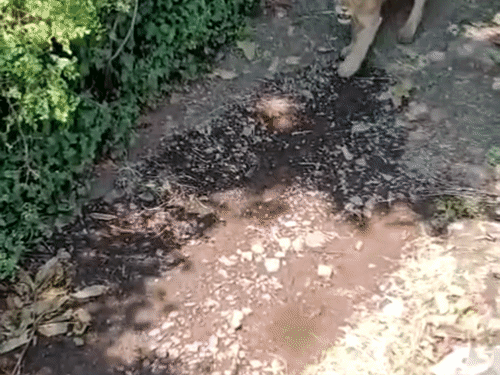 Lioness dies after attacking 5 people in Amreli, health deteriorates with symptoms of rabies after cage, samples taken, forest department worries