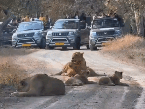Lion Darshan starts in Sasan-Gir from today: A TO Z information on wearing these three colored clothes, jungle safari charges and reaching Sasan