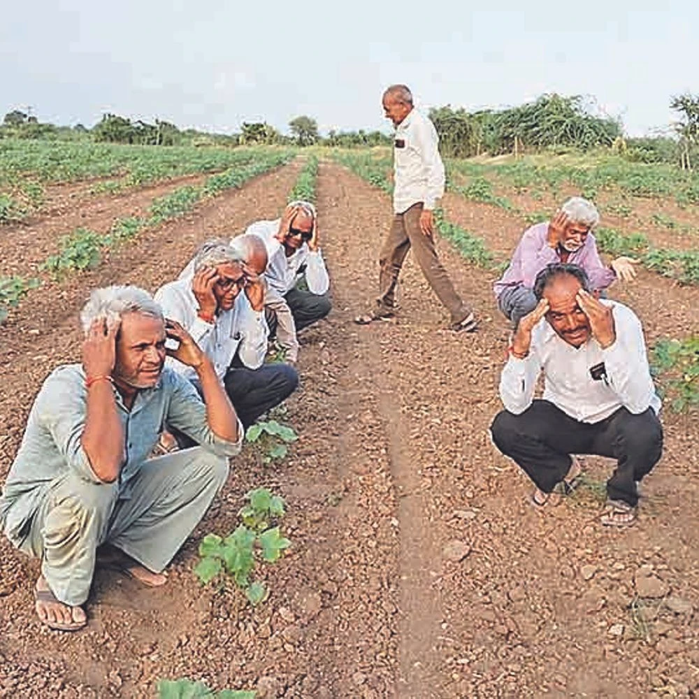 Crisis on crops after sowing in the district: Rain-dependent farmers now look to the sky
