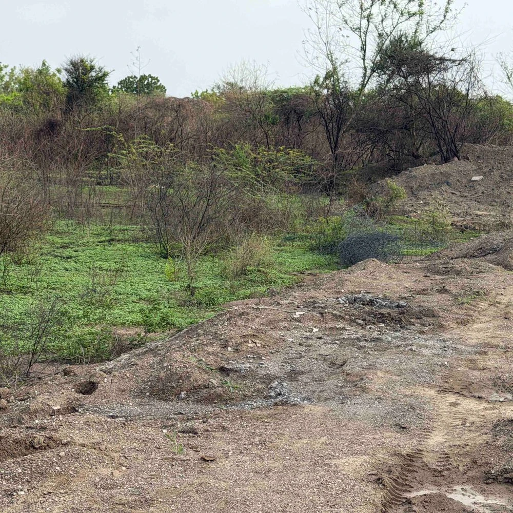 Just 500 metres away from the government post, 'epicentre' of illegal lion darshan: Why did 'Bhagat', who was captured in hundreds of videos, become a man-eater? 5th incident of lion attack in a month, why are locals silent?