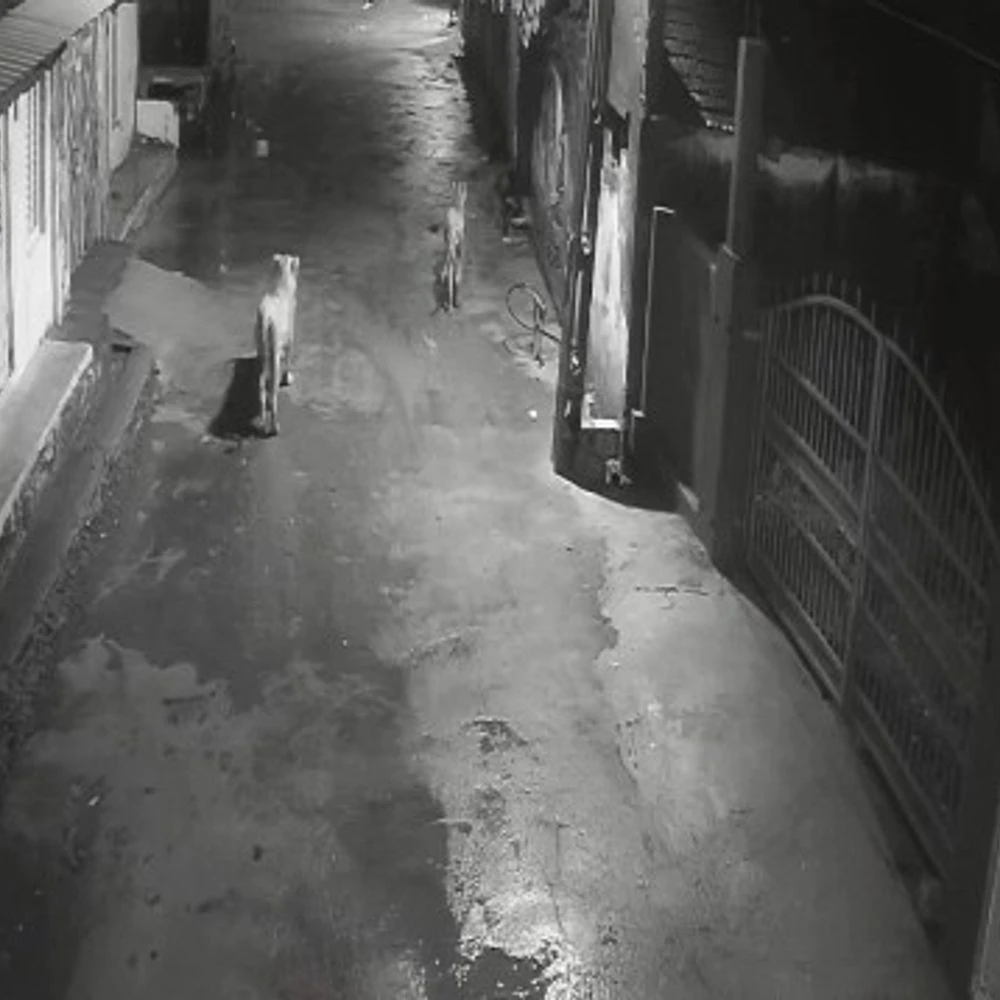 Savjo reached residential areas in Gir: CCTV footage of two lions in search of prey in Amarapur village