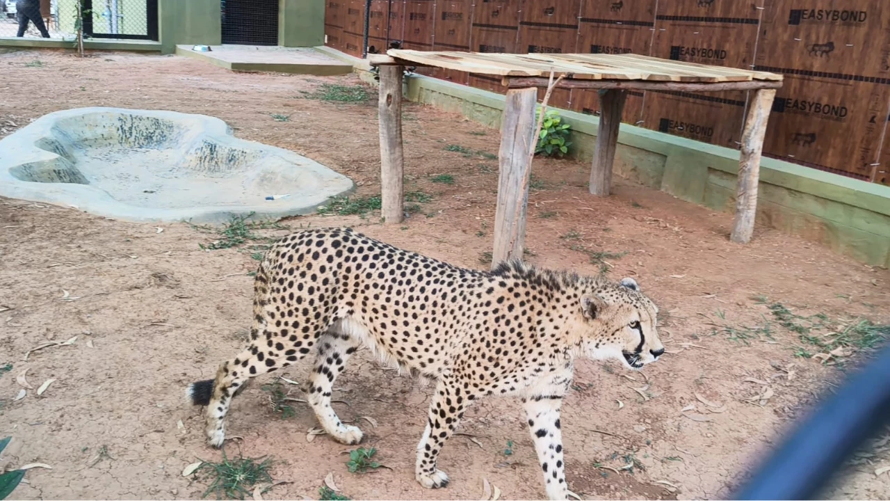 Cheetahs arrive in Bengaluru from South Africa as Karnataka joins India's Cheetah revival mission