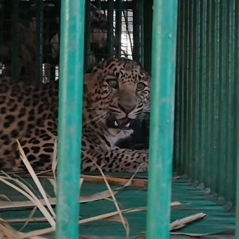 A girl was attacked by a leopard cage near Veraval in Tativela village; Caught after 48 hours